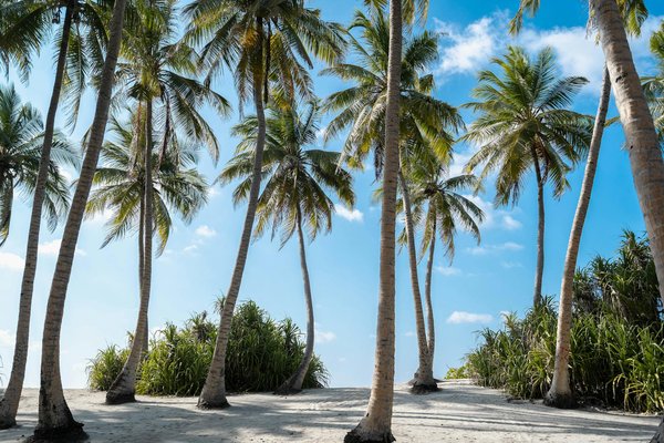 Les meilleures escapades de rêve pour des lunes de miel inoubliables